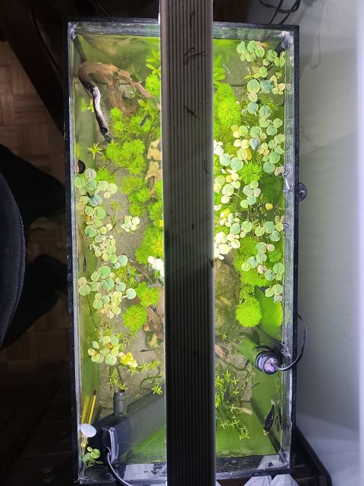 Aquário 60 litros plantado com peixes
