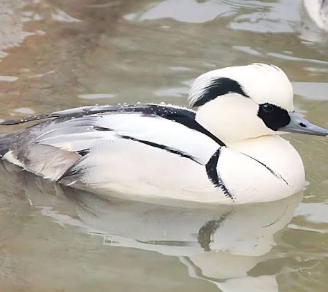 Mergellus albellus ou merganso branco