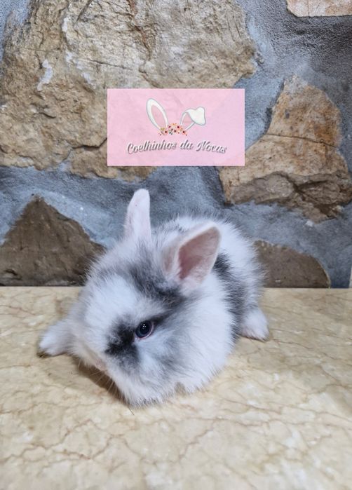 Coelhos anões mini leon head