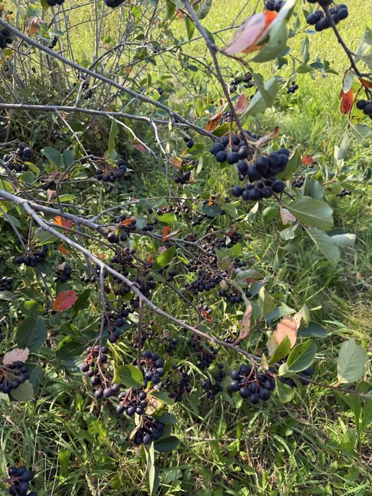 Aronia 5 kg nie pryskana