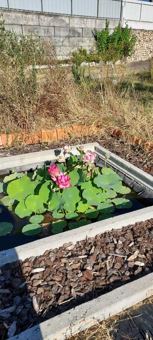 Sementes de lótus sagrado da índia (Nelumbo nucifera)