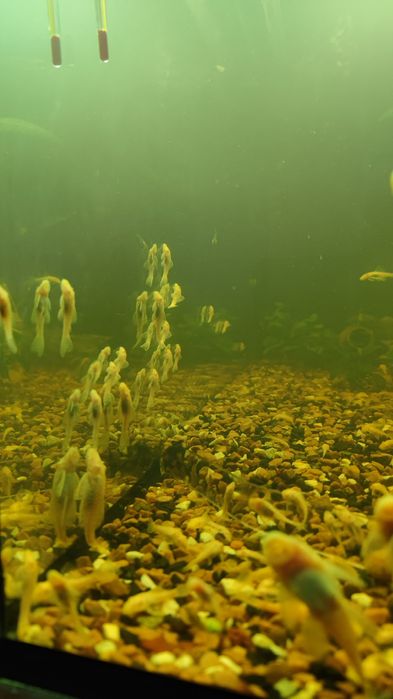 Анцитрус-альбинос