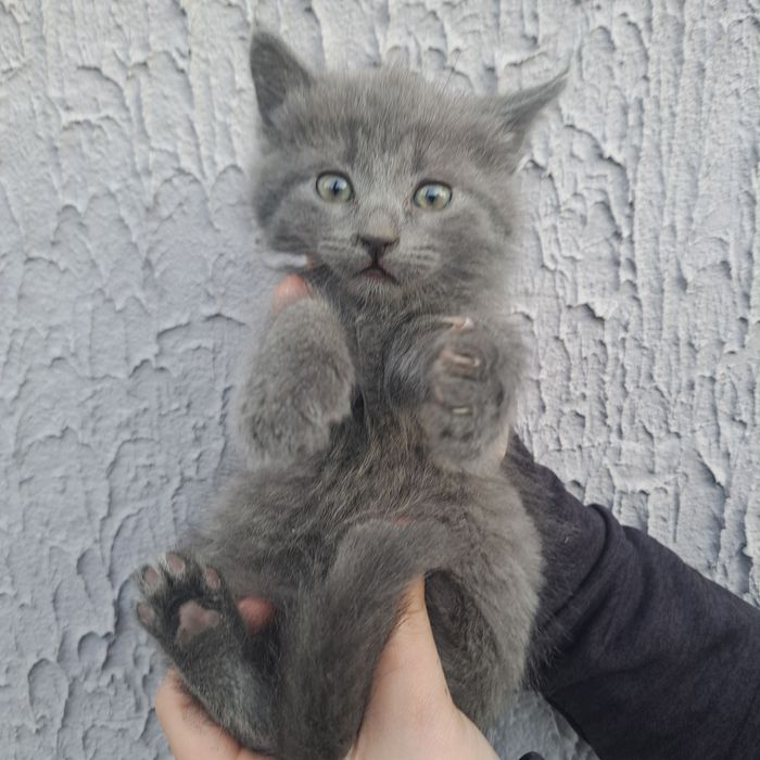 Віддам кошенят безоплатно