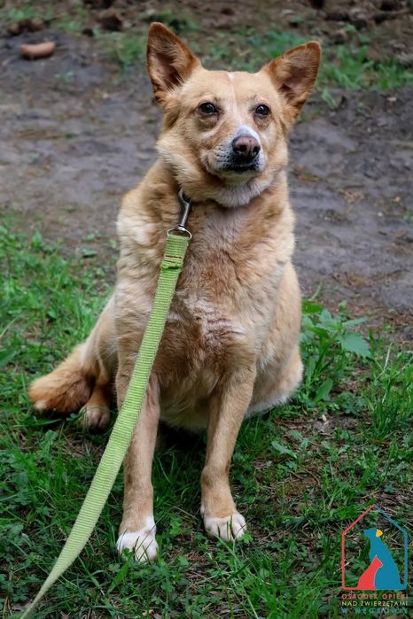 Maja 59/24 - SZUKA DOMU!