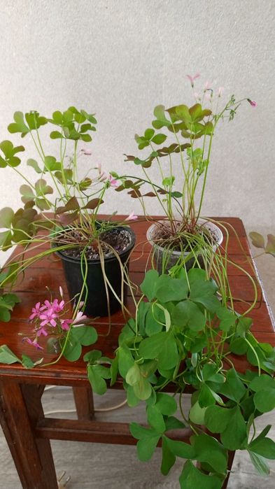 Продам оксаліс,іпомея батад.