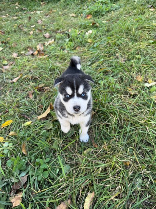 Сибірський хаски