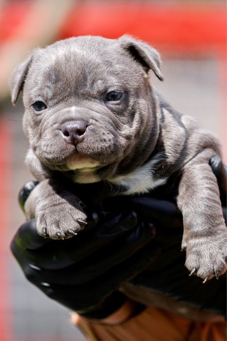 American bully pocket, чудові діти крутих батьків. Бронь !
