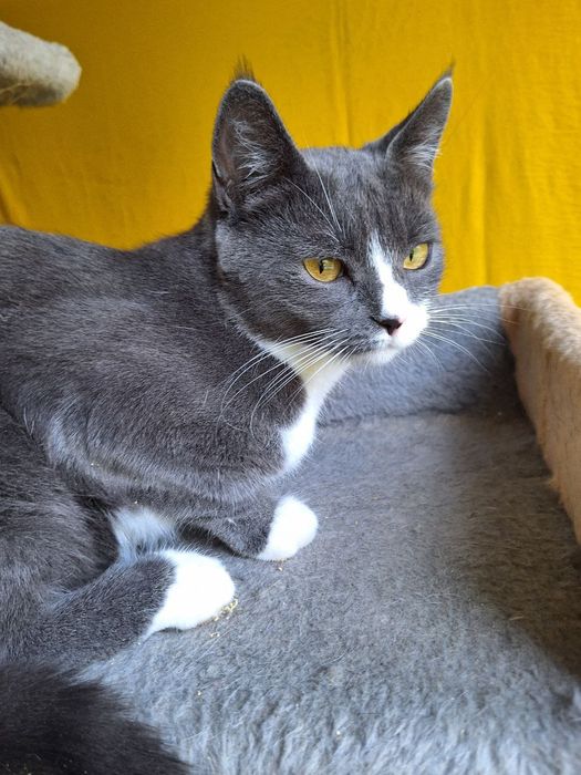 Стерилизованная пепельная кошка (1год) ищет дом! Отдам в хорошие руки!