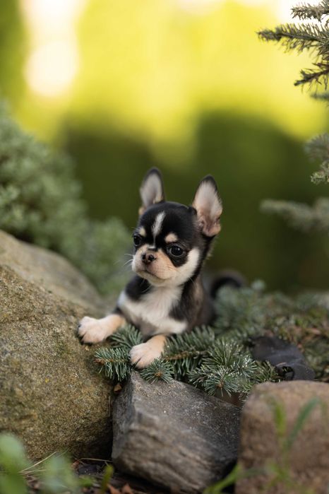 Chihuahua huski samiec