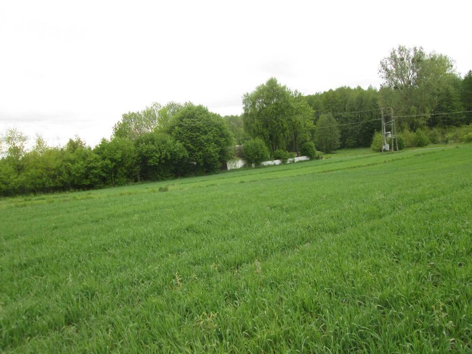 Sprzedam działkę - lasek, rzeczka - Widok 6