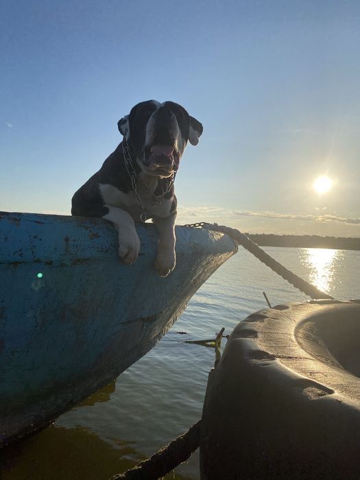 Американський бульдог ( вязка)