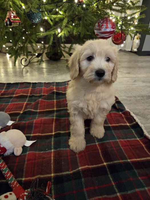Goldendoodle mini szczeniak suczka