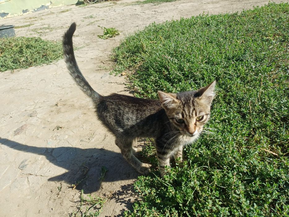 Котята бесплатно. Помогите найти дом для котят