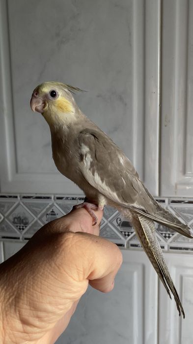 Caturra  Domesticada -( excecional )