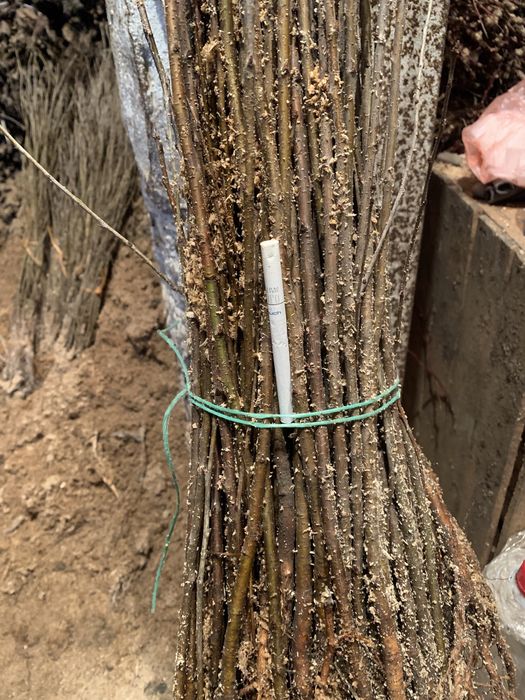 Підщепа аличі,жерделі,дички грушки,антипки,айва сідо, манжурки,хурми