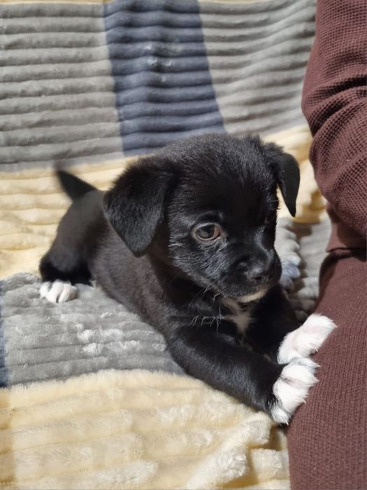 Отдам щенков в добрые и надёжные руки