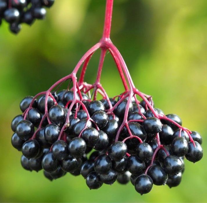 Продам бузыну мороженую