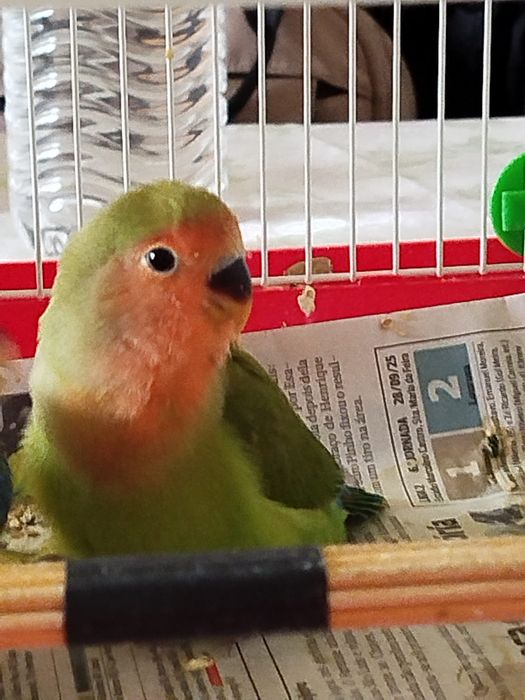 Vendo agapornis Domesticados e super meigos