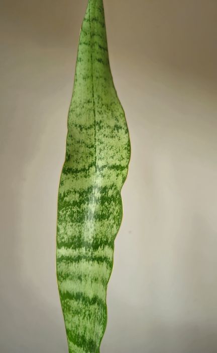 Sansevieria aubrytiana