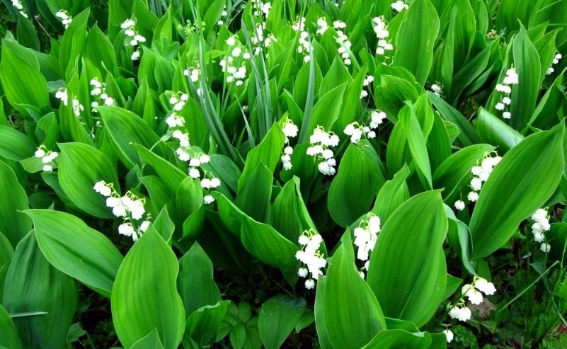 Саджанці ландиша