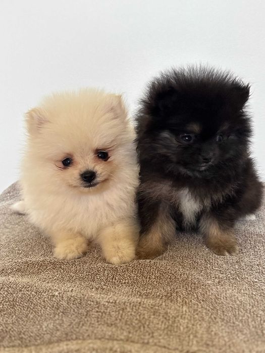 Szpic Pomeranian typ Boo śliczny piesek