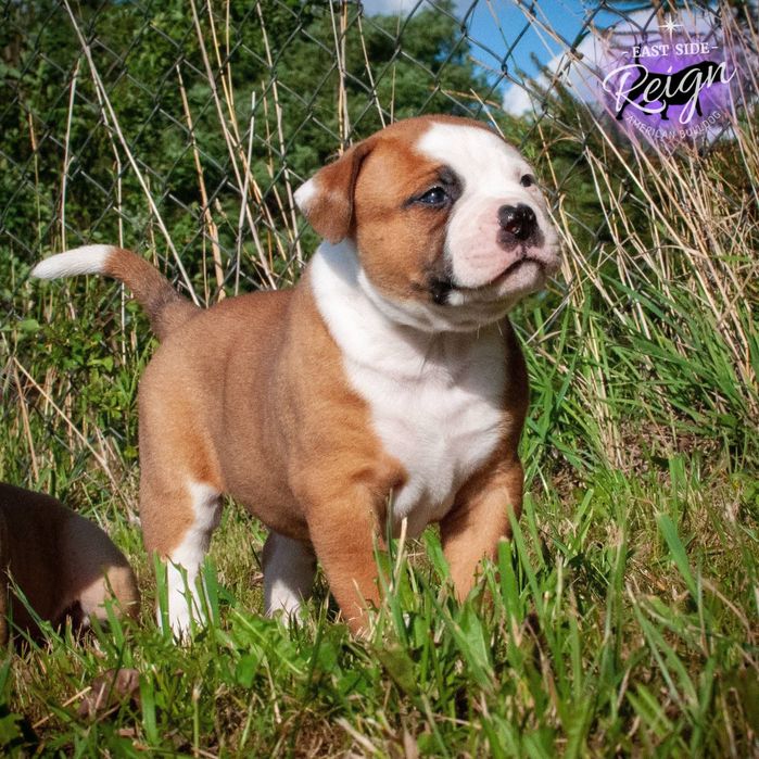 Buldog Amerykański