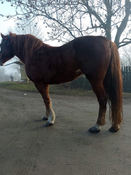 Продається кобила!