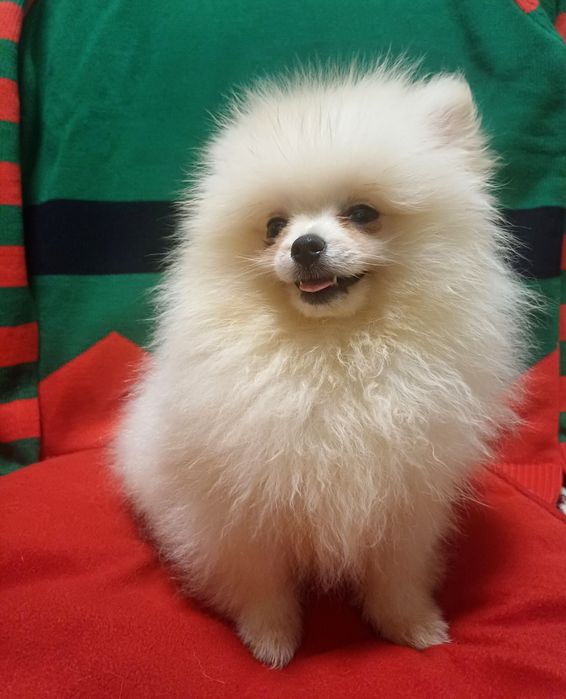 Маленького розміру у дорослому