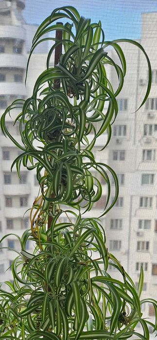 Хлорофитум детки