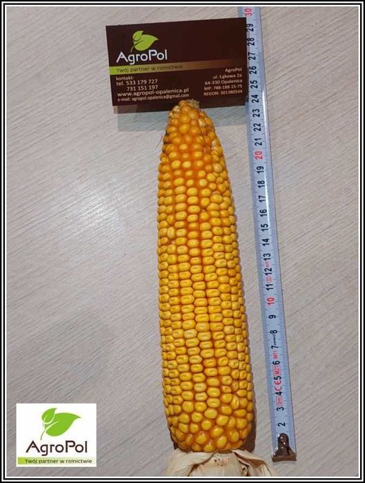 Kukurydza INCEPTION - Rekordowy Plon -Niskie Wymagania -Potężna Kolba