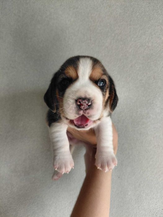 Cachorro Beagle TOP