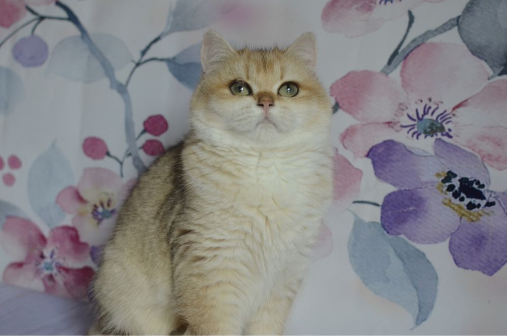 Британська  золота шиншила Тася