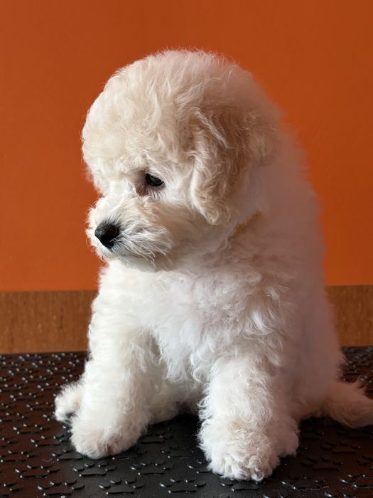 Bichon Frise ZKwP FCI szczenię