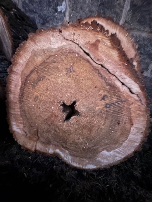 Drewno Wiąz świeżo cięte duże plastry handmade żywica