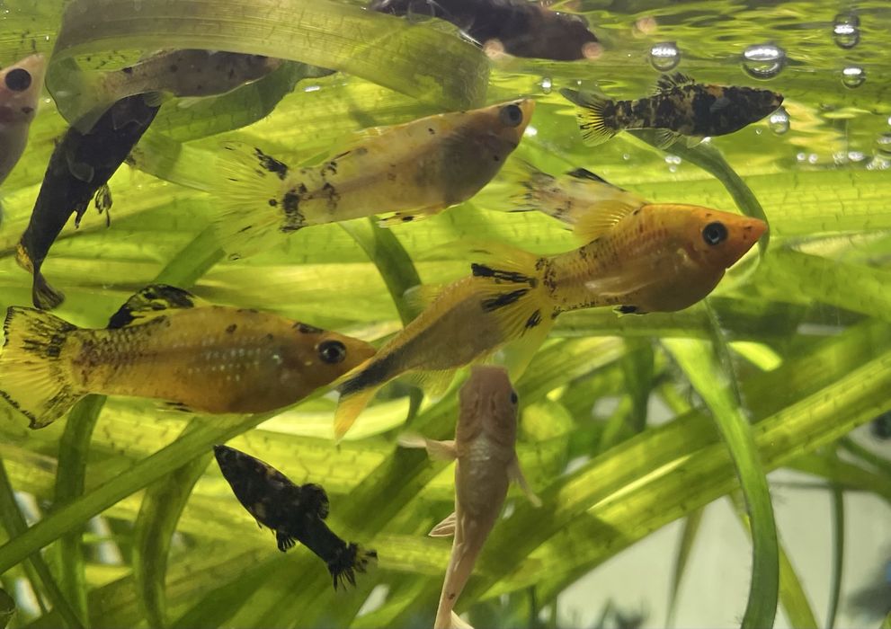 Molly Mármore (machos)