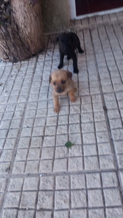 Só já restam estas 2 lindas cachorrinhas