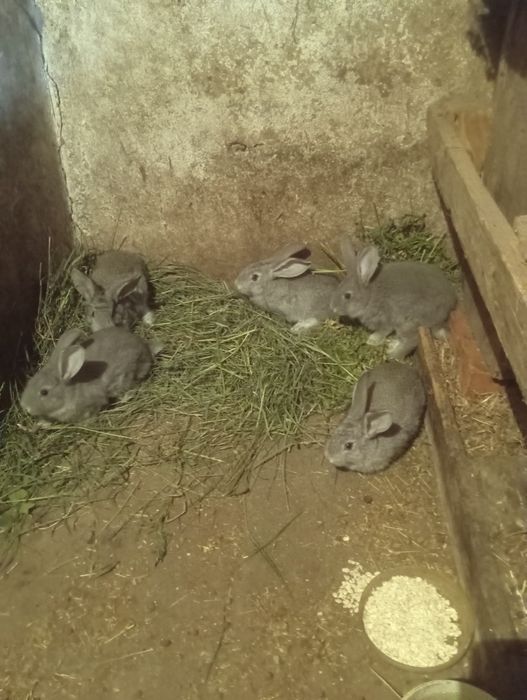 Продам кролів   2-4 міс.