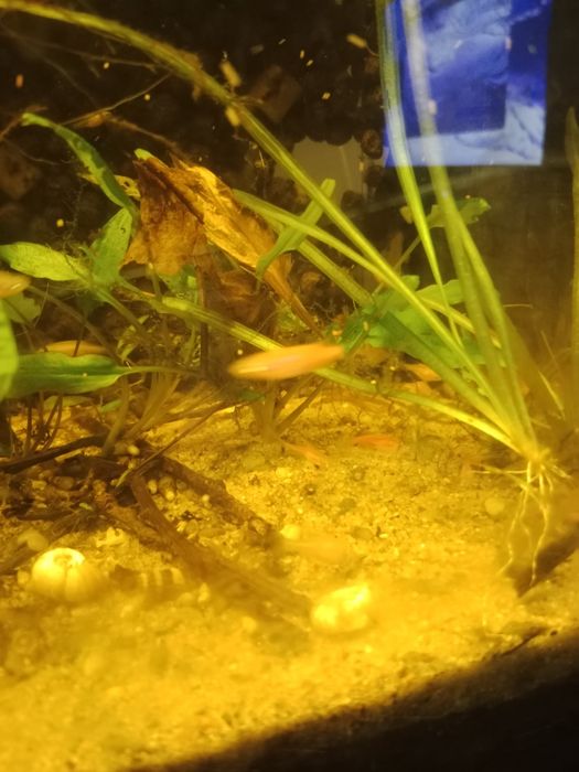 Danio lamparci, pręgowany, kardynałek chiński, brzanka brokatowa