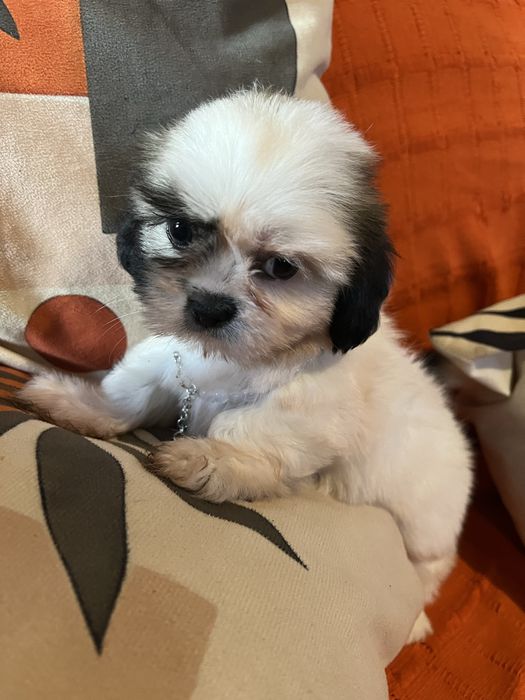 Shi-tzu excelente  femea mini