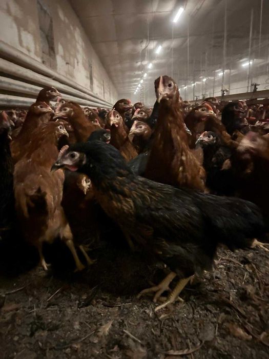 KURY NIOSKI ROSA młode kurki rossa odchowane kura nioska dowóz