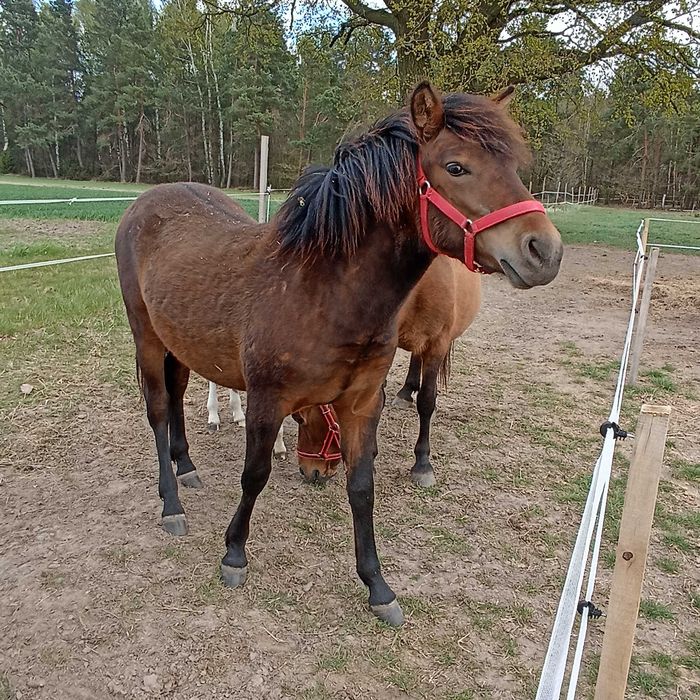 Konie huculskie na sprzedaż
