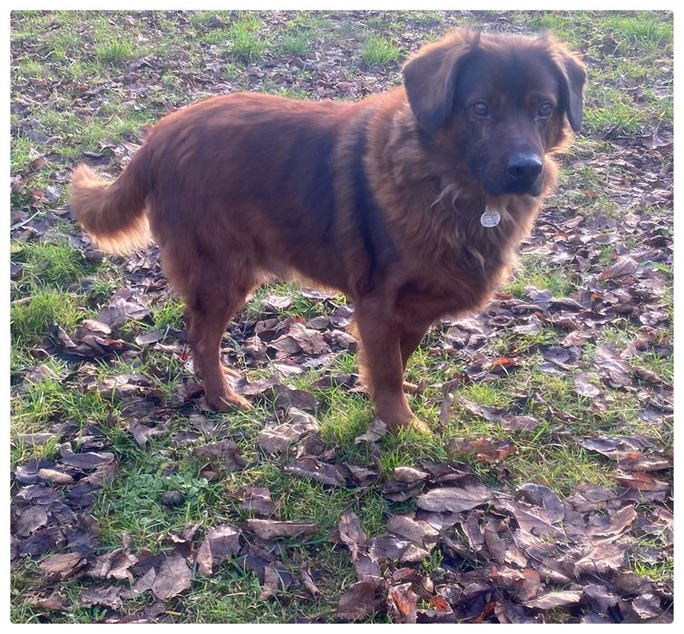 Cukier- do adopcji pies w typie posokowca bawarskiego