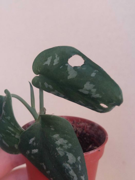 Planta Scindapsus pictus64286054601987122