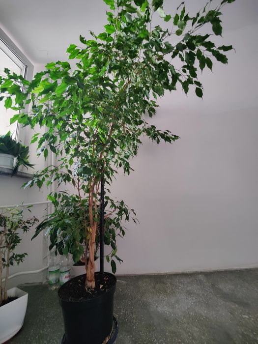 Fikus 2m ok 25 lat pleciony zdrowy zielony bonsai drzewo do domu liść