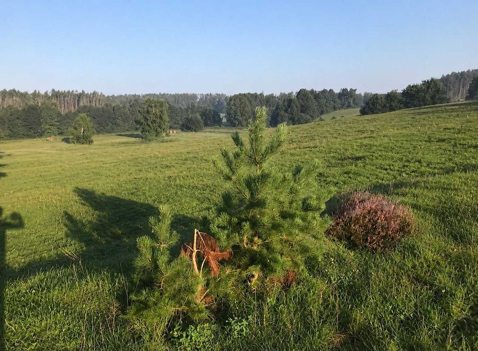 Działka 800 m², Pałubice, Sierakowice, spokojna okolica, blisko lasu ,rzeka
