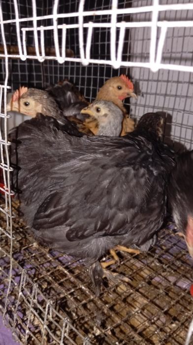 Pekins várias mutações