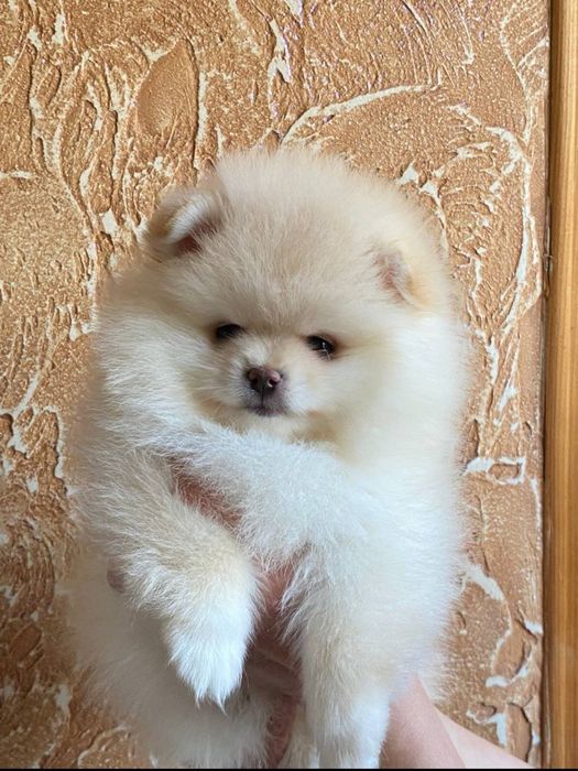 Дівчинка √ 1 померанський шпіц.