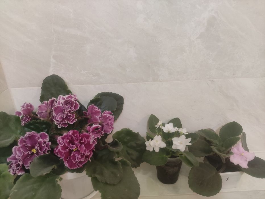 Мирт фіалки фікуси вазони кімнатні корисні очищувачі повітря