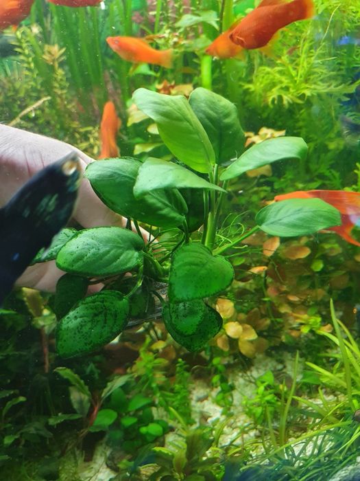 Anubias roślina podwodna.