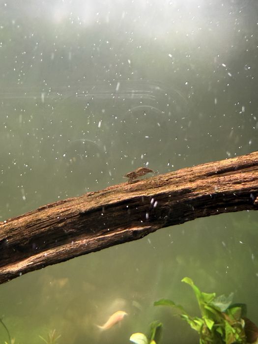 Camarao neocaridina transparentes